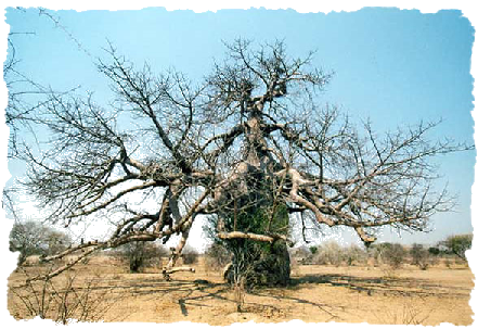 Botswana Classique long